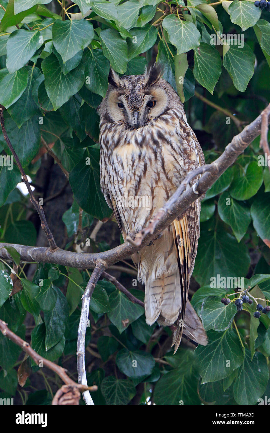 Hibou moyen long perché dans un arbre couvert de lierre en Bulgarie Banque D'Images