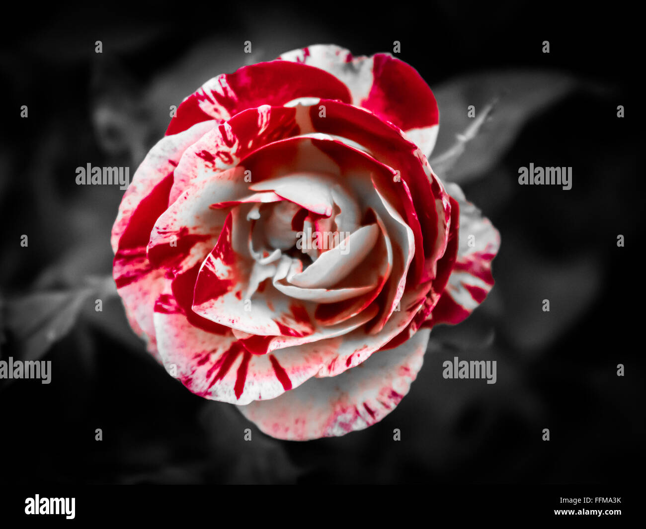 Rose rouge et blanche Photo Stock - Alamy