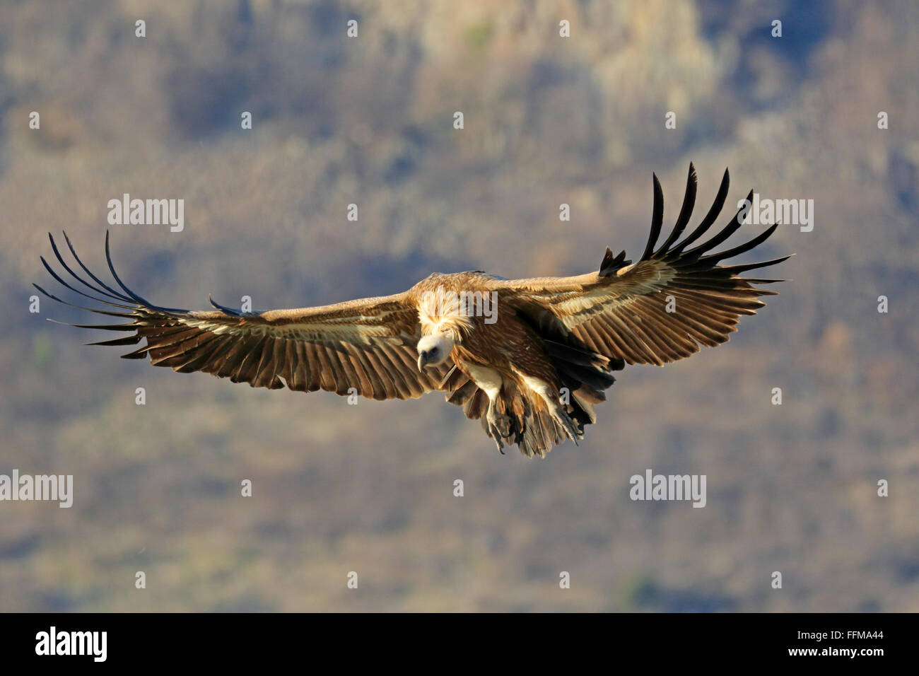 Vautour fauve eurasien entrée en terre en Bulgarie Banque D'Images