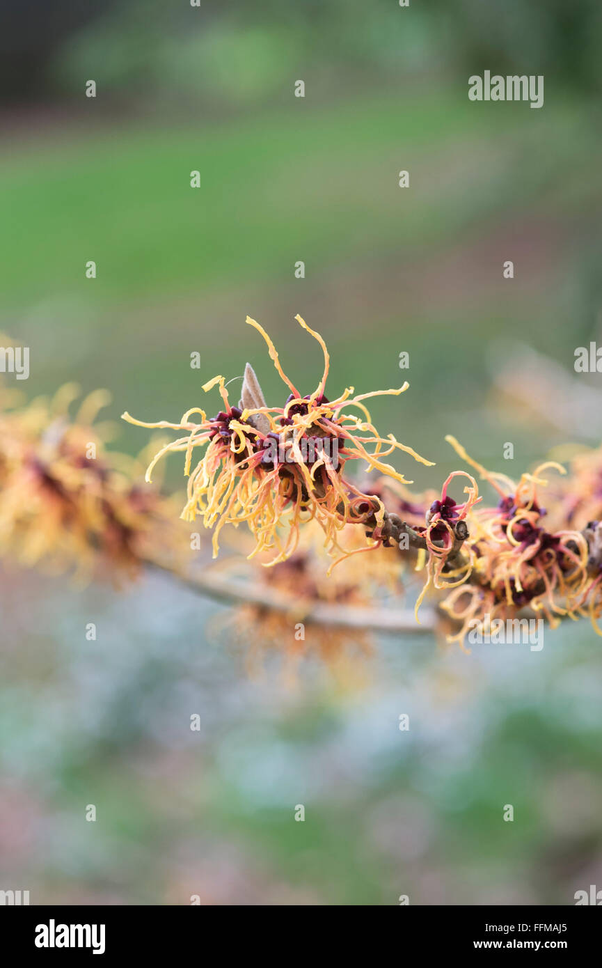 Hamamelis x intermedia braise. L'hamamélis 'Braise' la floraison en hiver. UK Banque D'Images