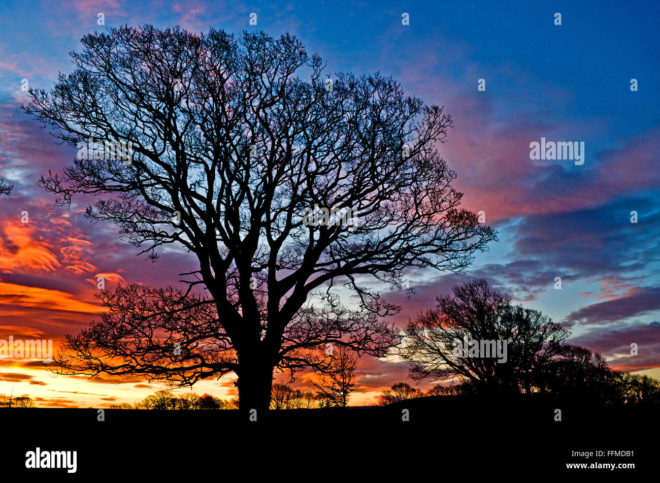 Wigton, Cumbria, Royaume-Uni. 16 Février, 2016. Météo France : dans les terres agricoles près de Wigton, Cumbria, une ligne d'arbres est découpé sur un ciel aube dramatique, aussi haut cloud prend des couleurs vives sur le lever du soleil. Credit : Julie friteuse/Alamy Live News Banque D'Images