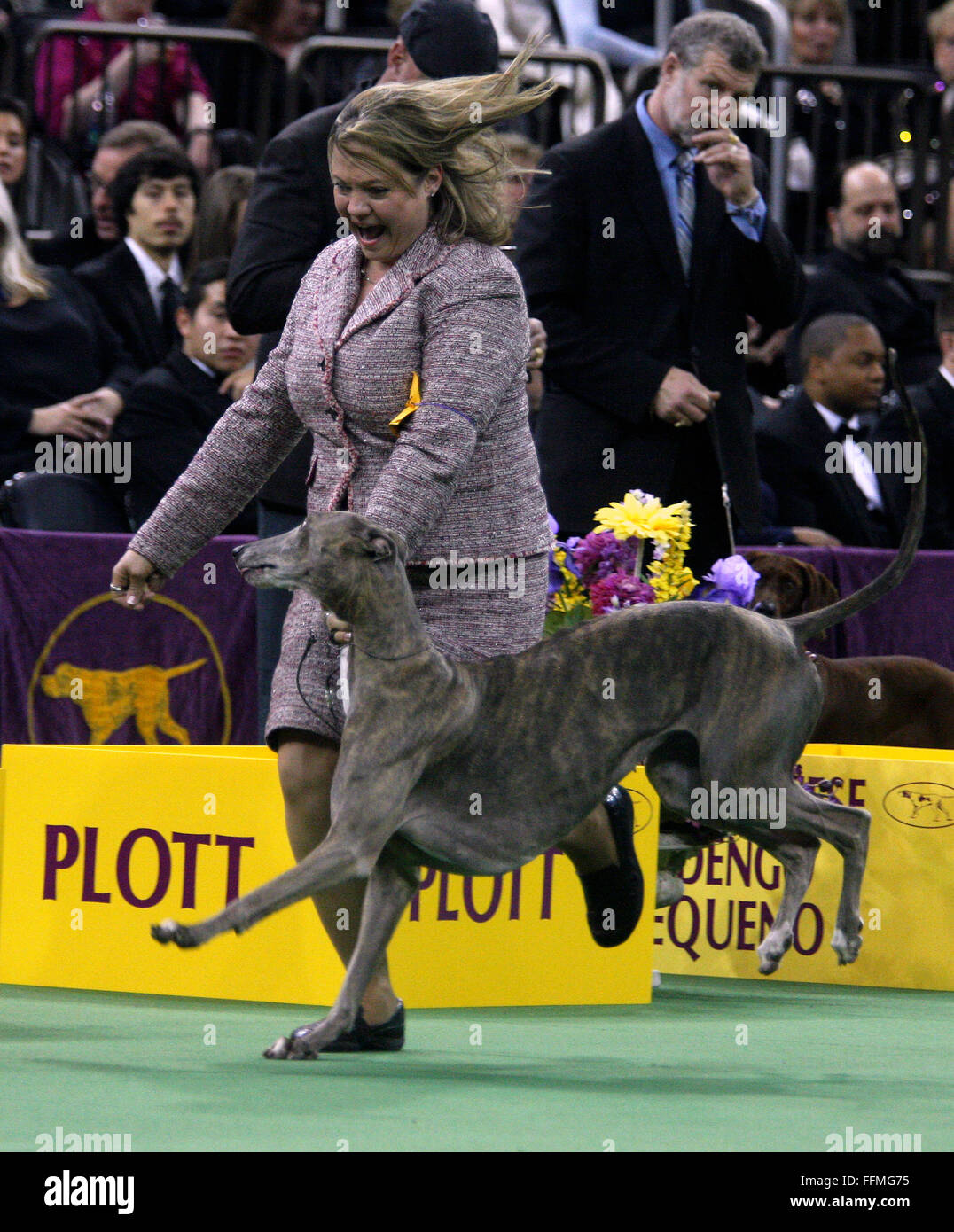 New York, USA. 15 Février, 2016. GCH Grandcru Giaconda CCG, un lévrier dans le groupe Hound compétition durant les Hound group compétition à la Westminster Dog Show au Madison Square Garden, le lundi 15 février 2016. Crédit : Adam Stoltman/Alamy Live News Banque D'Images