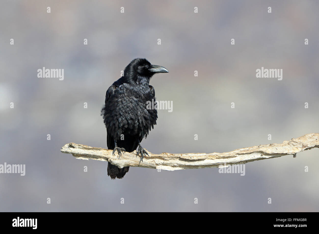 Grand corbeau perché sur une branche en Bulgarie Banque D'Images