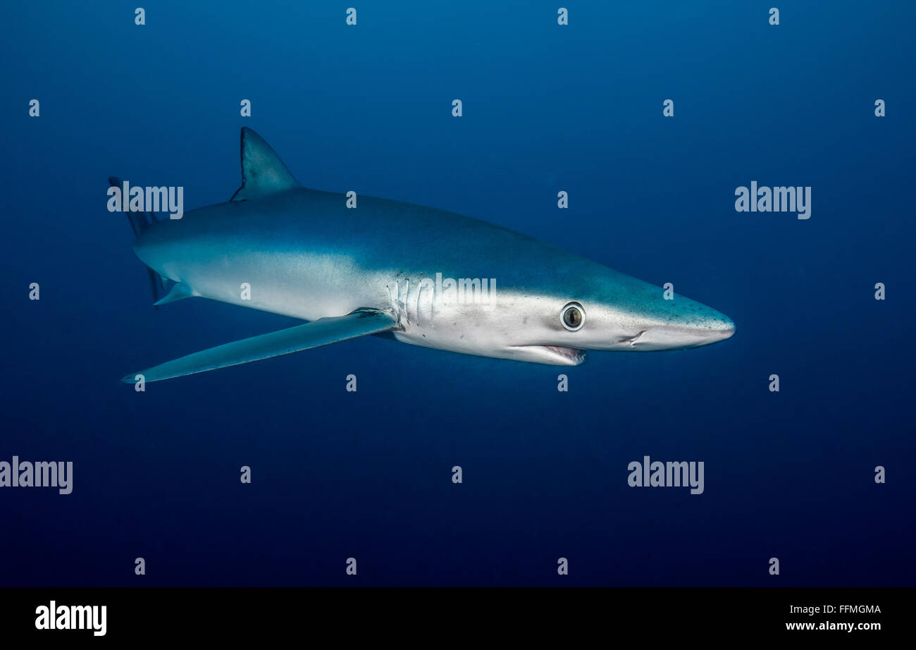 Le requin bleu (Prionace glauca), Afrique du Sud Banque D'Images