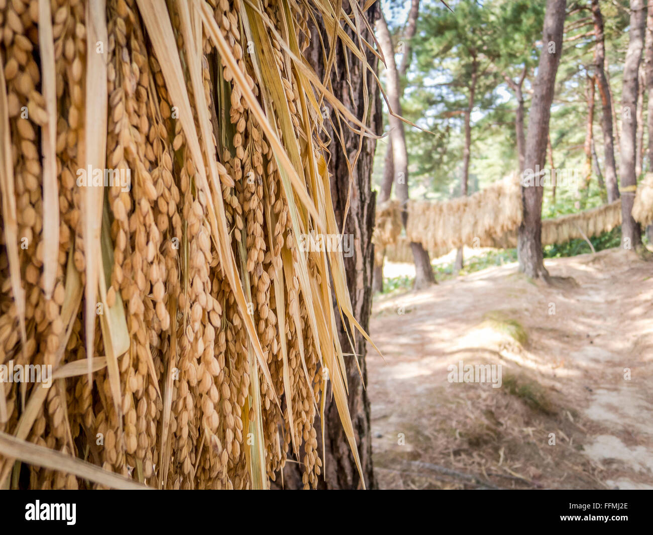 La récolte de riz est suspendu jusqu'à sec entre les arbres dans les bois. Banque D'Images