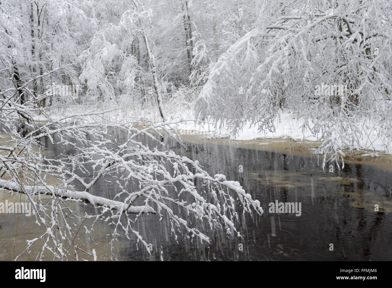 Les arbres couverts de neige le long de la rivière en hiver paysage. L'Estonie, Europe Banque D'Images
