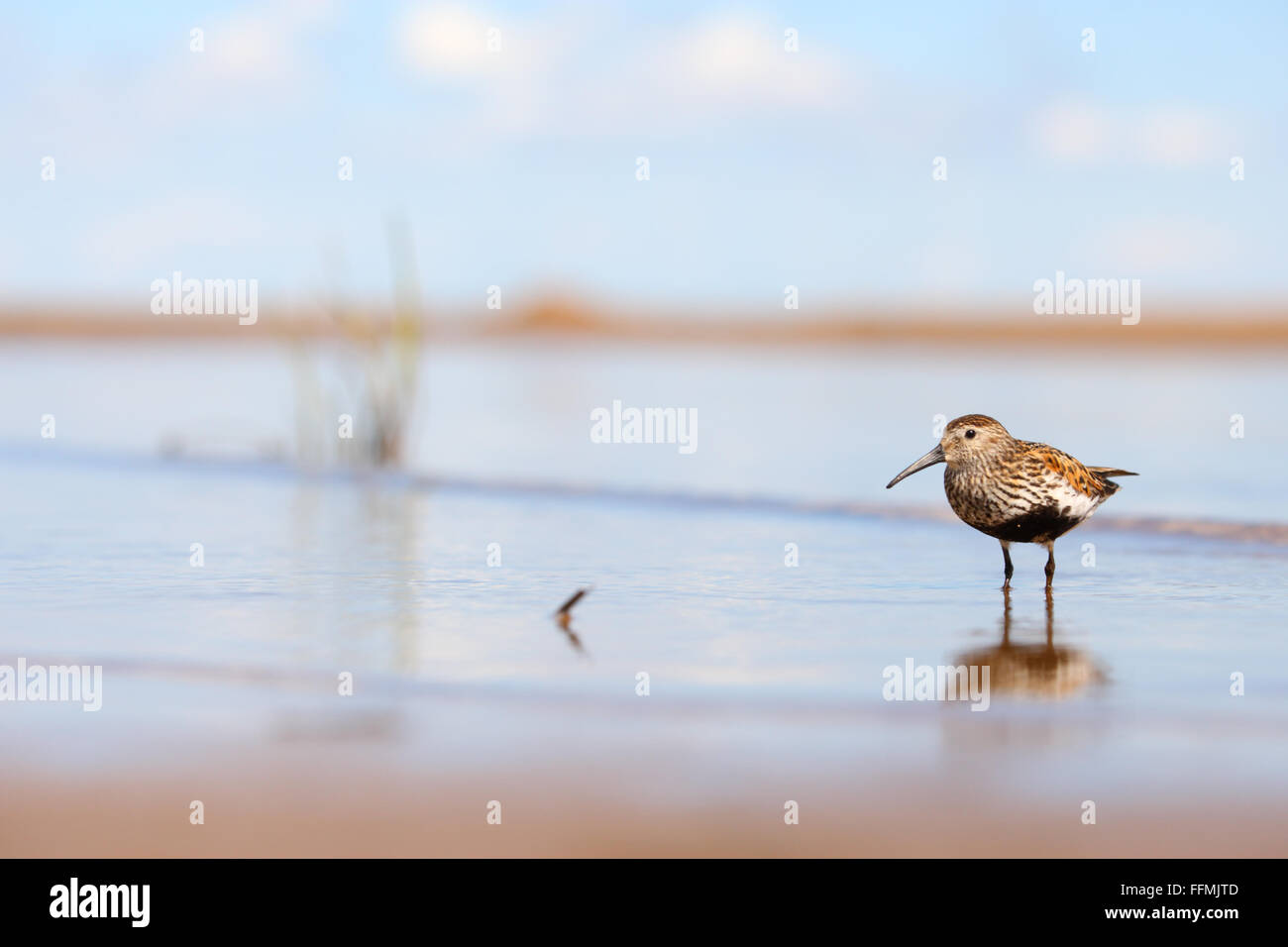 Le Bécasseau variable (Calidris alpina) adulte en plumage nuptial. Banque D'Images