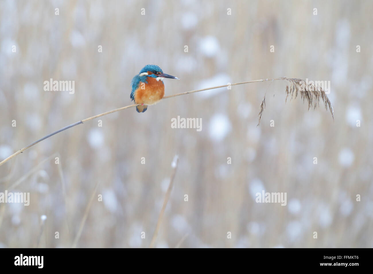 Kingfisher (Alcedo atthis hivernage). L'Europe Banque D'Images