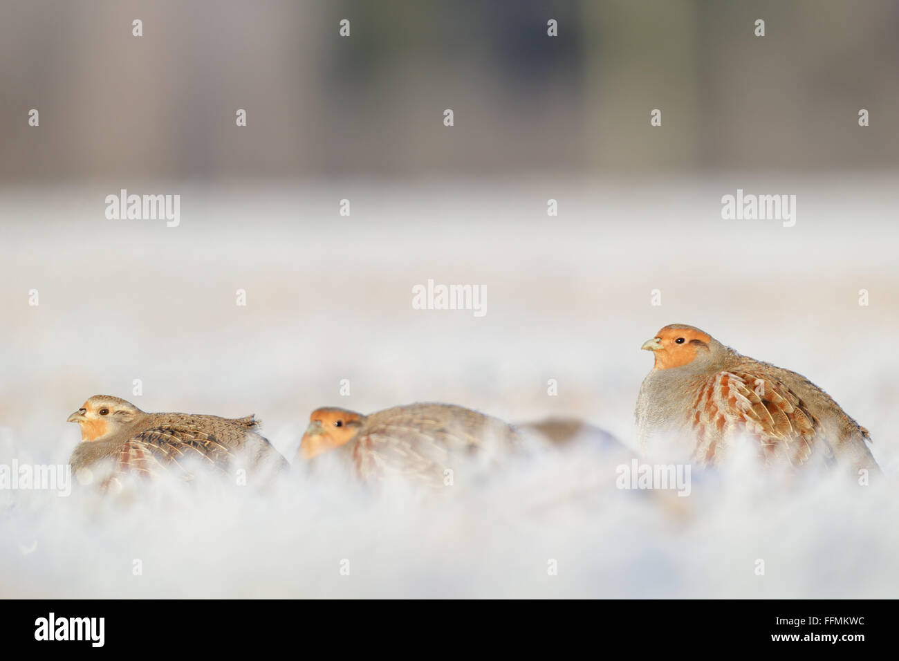 La perdrix grise (Perdix perdix), Europe Banque D'Images