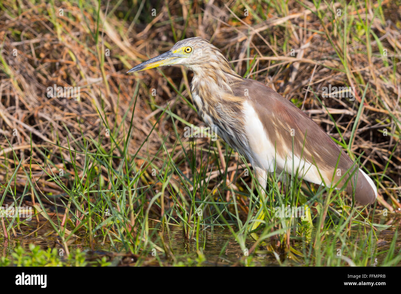 Indian Pond Heron (Ardeola grayii), debout dans un marais, Taqah, Dhofar, Oman Banque D'Images