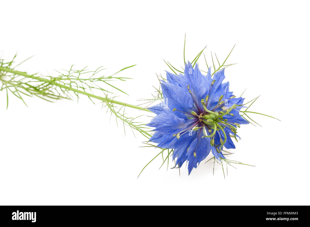 Cumin Noir flower isolated on white background Banque D'Images