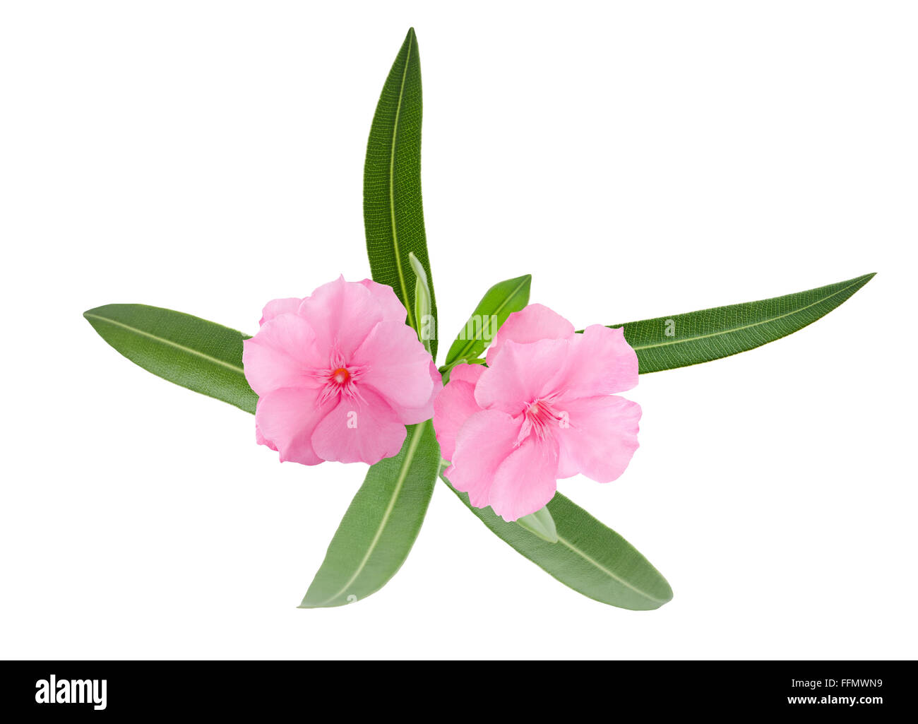 Direction générale de l'Oleander avec des feuilles isolées sur fond blanc Banque D'Images Direction générale de l'Oleander avec des feuilles isolées sur fond blanc Banque D'Images
