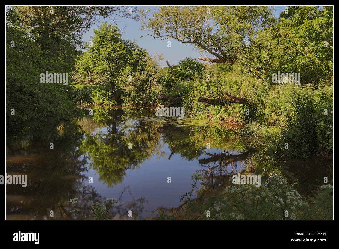 Rivière Lymington dans la nouvelle forêt Banque D'Images