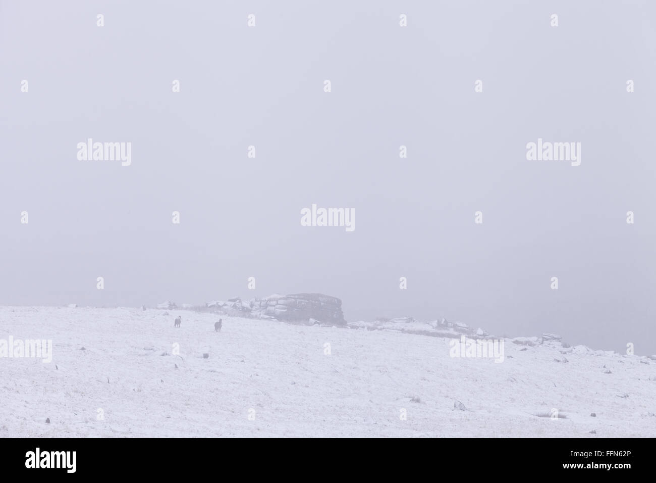 Poneys Dartmoor marcher dans les collines du Parc National de Dartmoor dans la neige en hiver au Royaume-Uni. Un grand gel est prévu. Banque D'Images