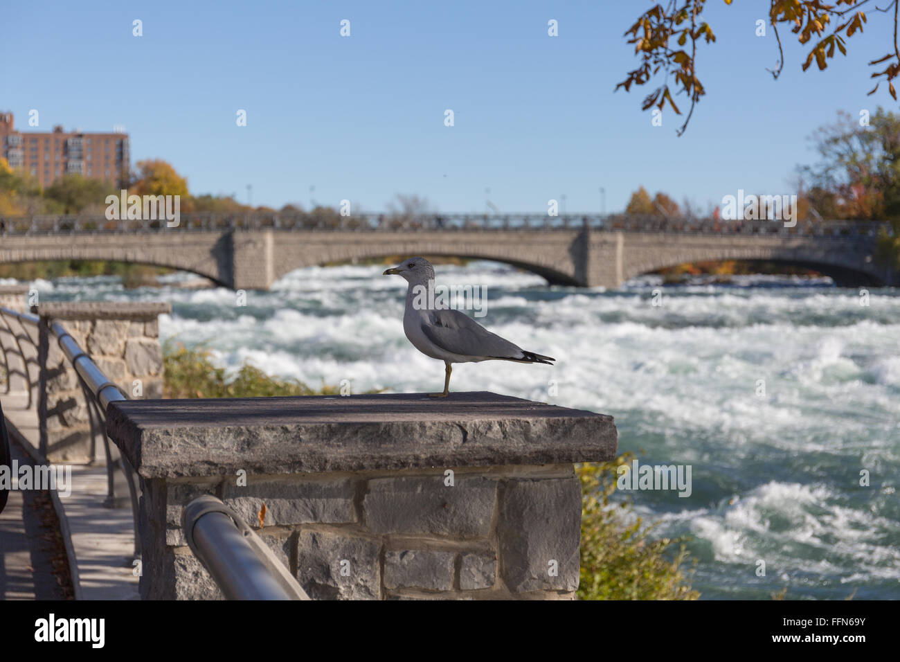 Un oiseau à Niagara Falls State Park Banque D'Images