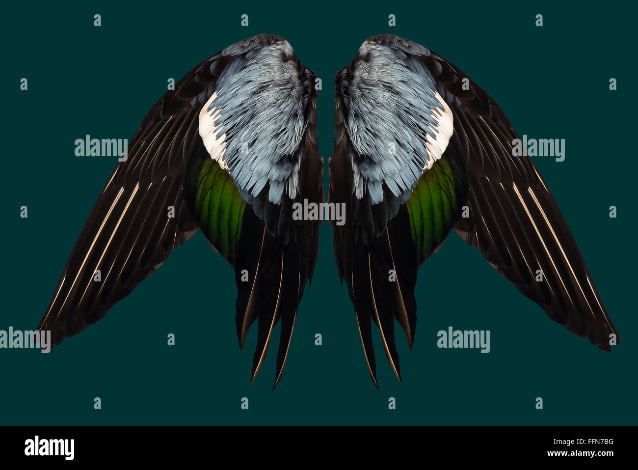 Du vrai coupé des ailes de canards sur fond bleu sarcelle angel avant isolé deux paires Banque D'Images