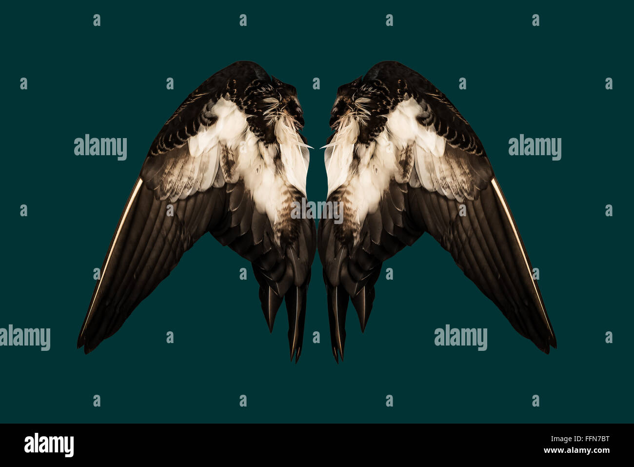 Du vrai coupé des ailes de canards sur fond bleu sarcelle back ange isolé deux paires Banque D'Images