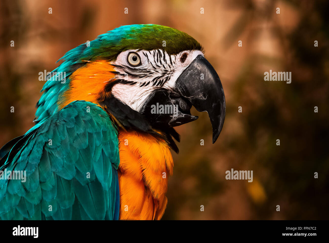 Blue green orange macaw parrot parler gros plan portrait Banque D'Images