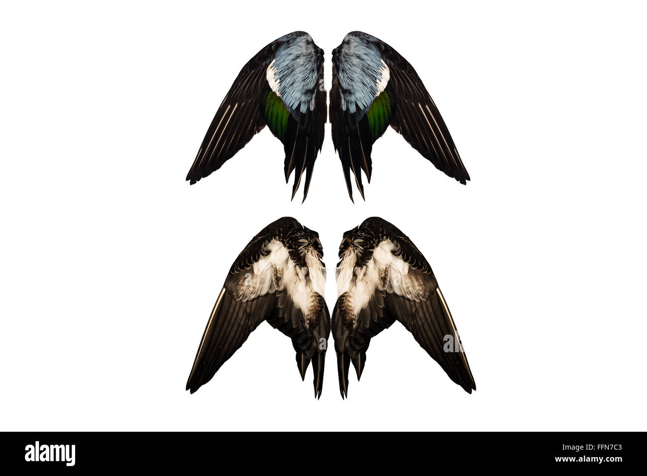Coupé du vrai ailes de canards sur fond blanc retour isolé/angel quatre deux paires Banque D'Images