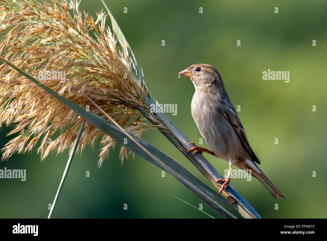 Sparrow commun dans une ferme au Bahrein Banque D'Images