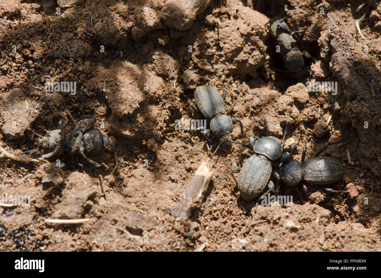 Les bousiers non identifiés de creuser dans le sable, de l'Espagne. Banque D'Images