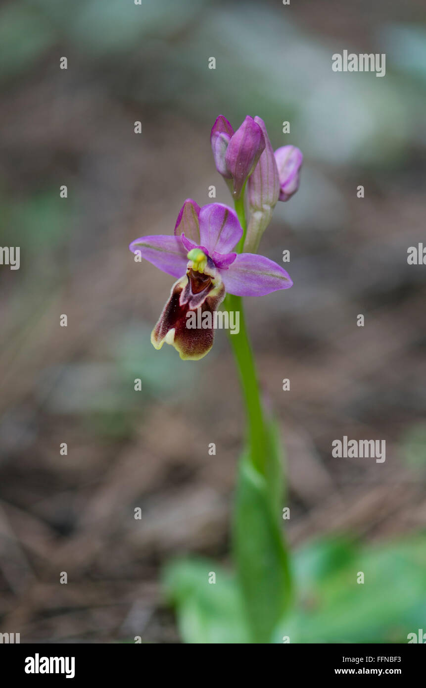 L'orchidée mouche, Ophrys tenthredinifera, Andalousie, Sud de l'Espagne. Banque D'Images