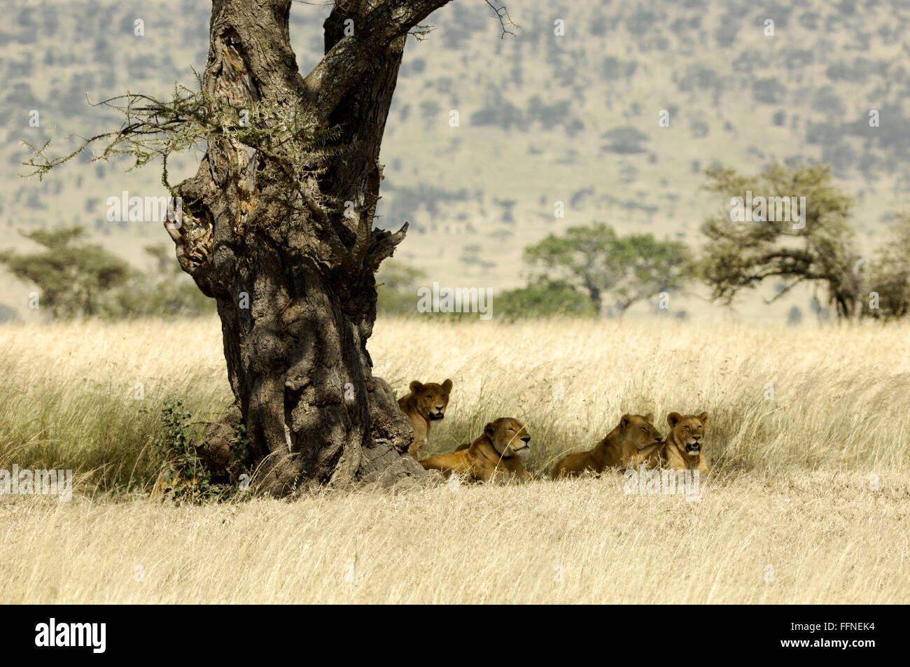 La lionne se détendre à l'ombre d'un arbre dans le Serengeti Banque D'Images