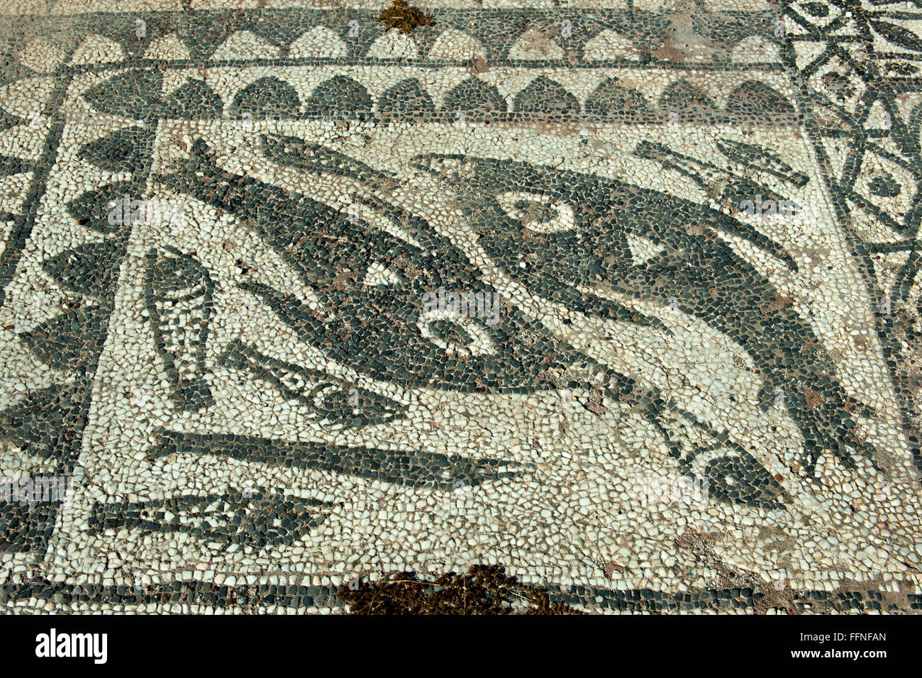 Griechenland, Kreta, Elounda, vorgelagerte Halbinsel Spinalonga, Fussbodenmodaik mit Delphinen einer frühchristlichen Basilika Banque D'Images