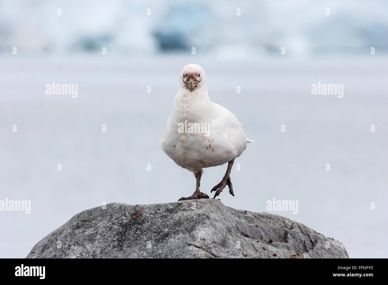 Sheatbill enneigé (Chionis albus) adulte debout sur rock en colonie de pingouins, de l'Antarctique Banque D'Images