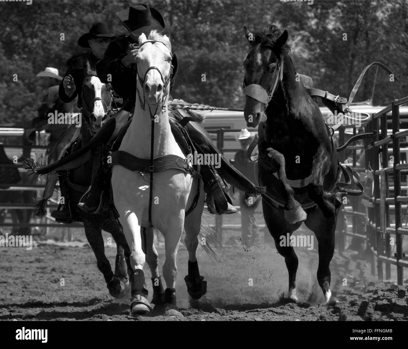Cavalier d'attraper une selle élevage bronc noir et blanc Banque D'Images