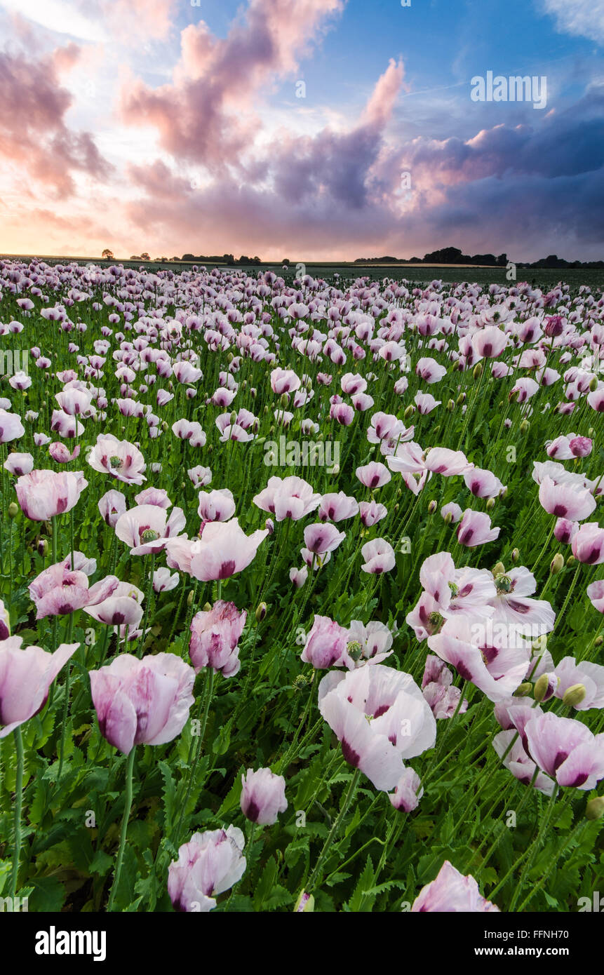 Coucher de coquelicots à Winchester, surmontée d'un moody à ciel. Banque D'Images