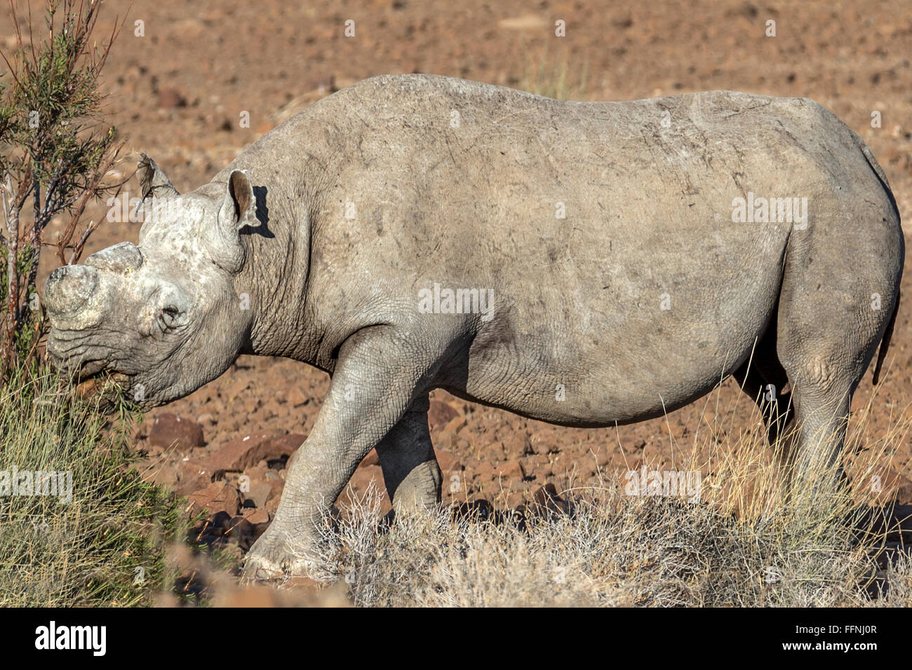 La navigation, l'anti-braconnage, désert du dehorned adapté, le rhinocéros noir, le Damaraland, Namibie Banque D'Images