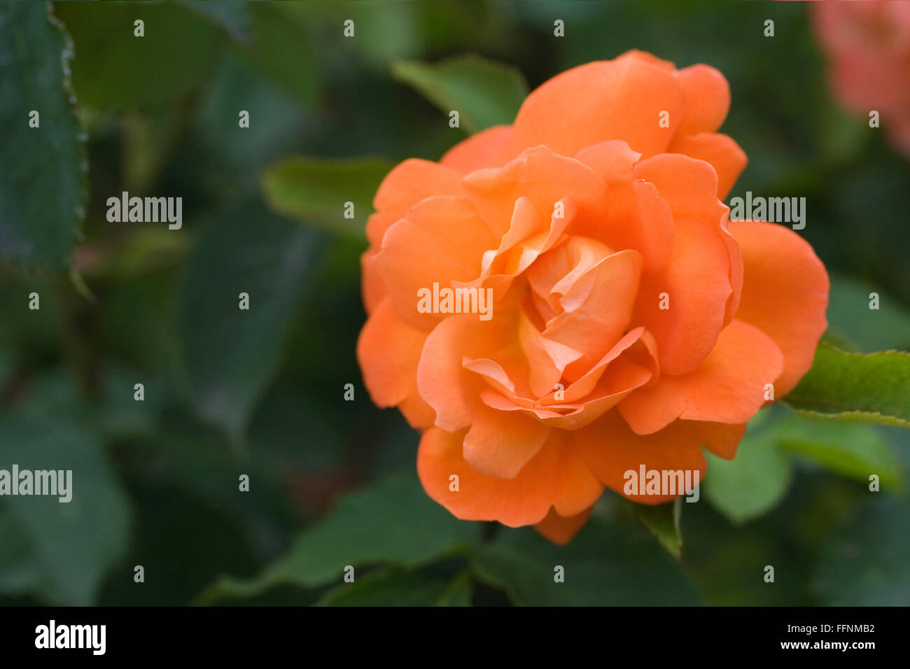 Rosa 'Fryleyeca Super Trouper'. Rose Orange. Banque D'Images