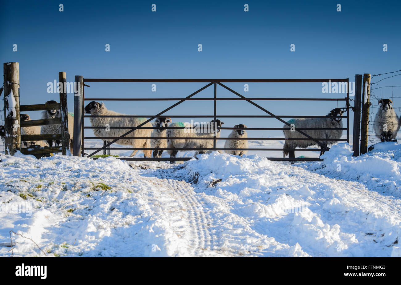 Un troupeau de moutons derrière une porte dans la neige avec un ciel bleu Banque D'Images