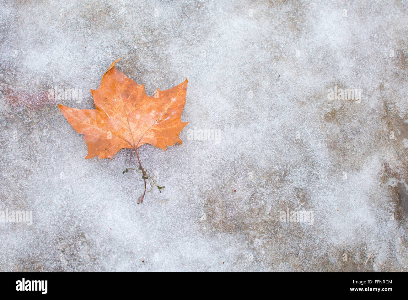 Transition de l'automne à l'hiver comme des feuilles jaunes se trouvent sur la glace Banque D'Images
