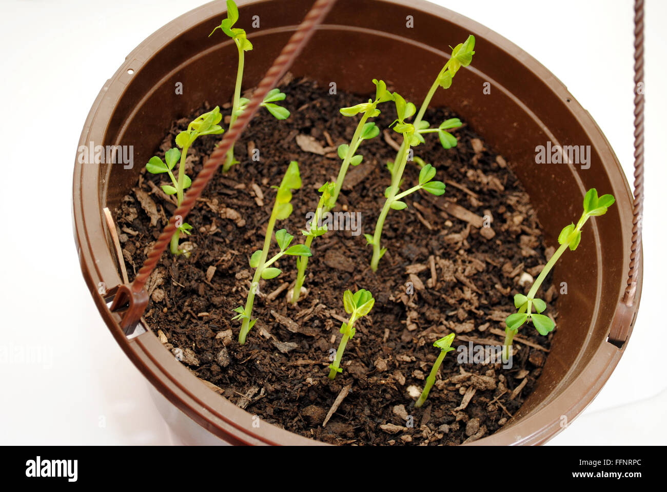 Gousse de pois de plantes poussant dans un pot suspendu Banque D'Images