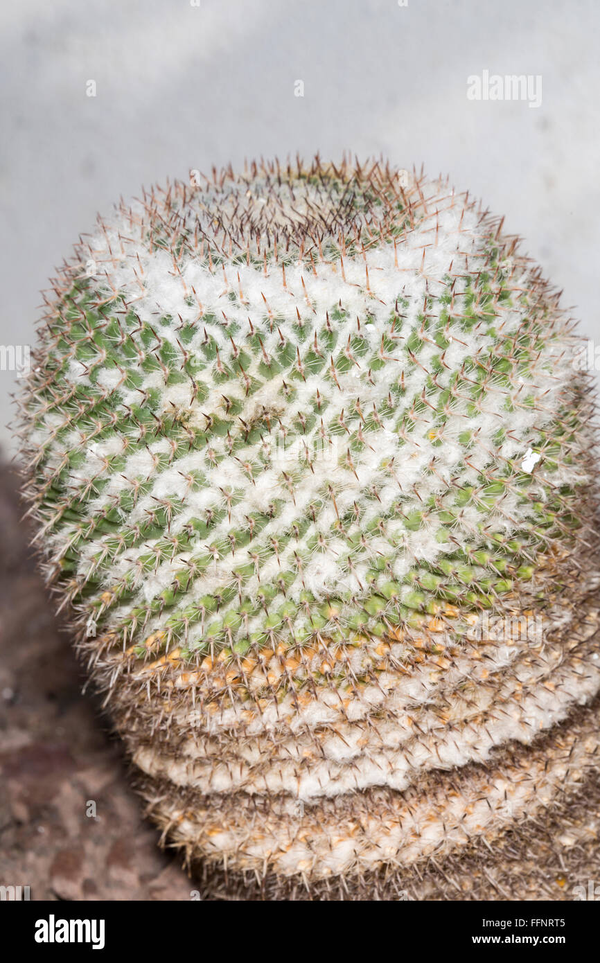 Vue rapprochée d'un Mammillaria formosa succulent plant Banque D'Images