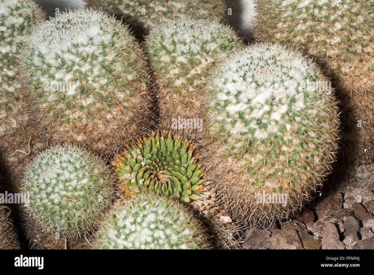 Un jeune Mammillaria parkinsonii poussant près des plantes plus âgées. Ce succulent, également connu sous le nom de owl-eye cactus Banque D'Images