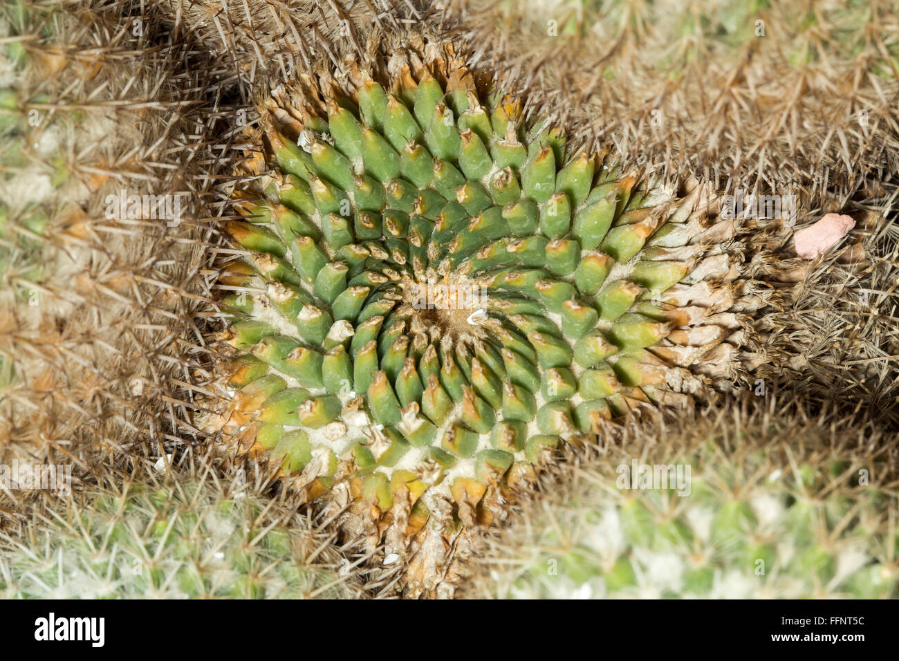 Un mammillaria parkinsonii cactus, cette plante succulente est endémique à Queretaro, Mexique Banque D'Images