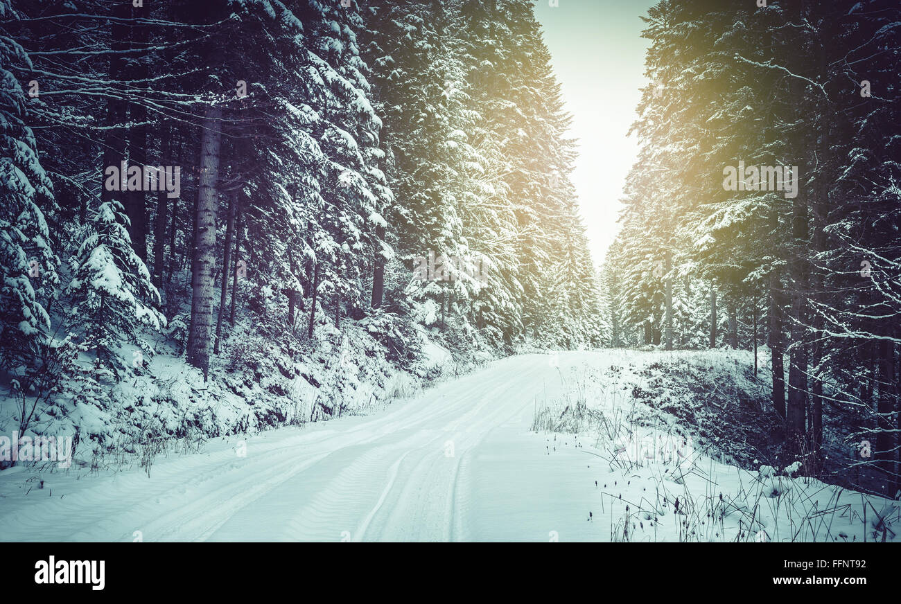 Paysage d'hiver. Route couverte de neige en forêt dense. Banque D'Images