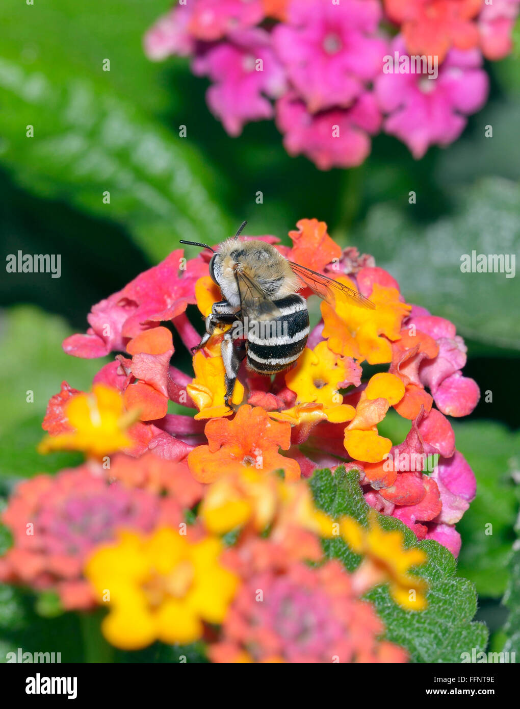 White-banded Digger - Abeille Amegilla albigena se nourrissant de fleurs Banque D'Images