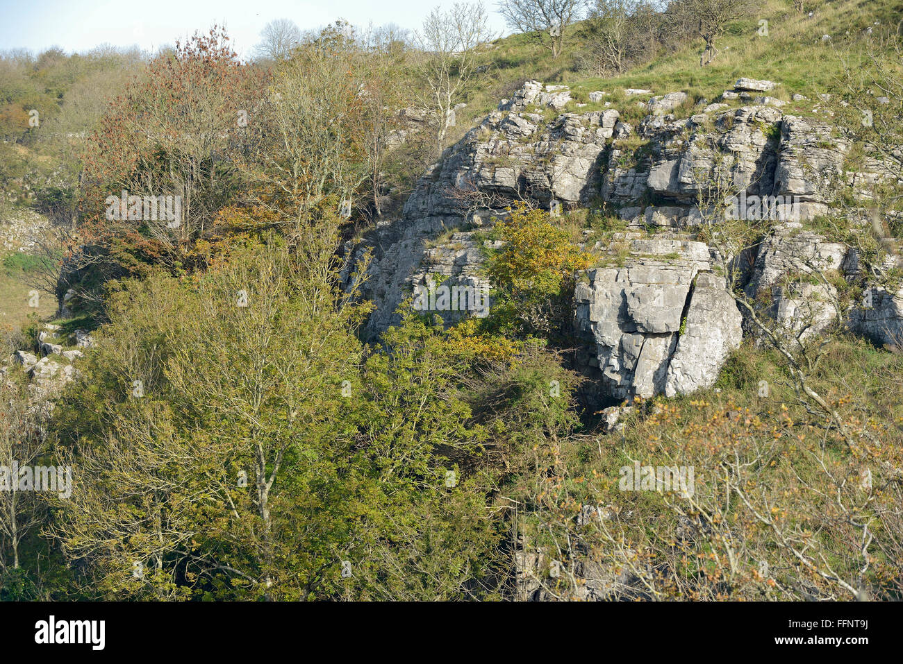 Falaises calcaires entre les arbres les gorges de Cheddar, collines de Mendip, Somerset Banque D'Images