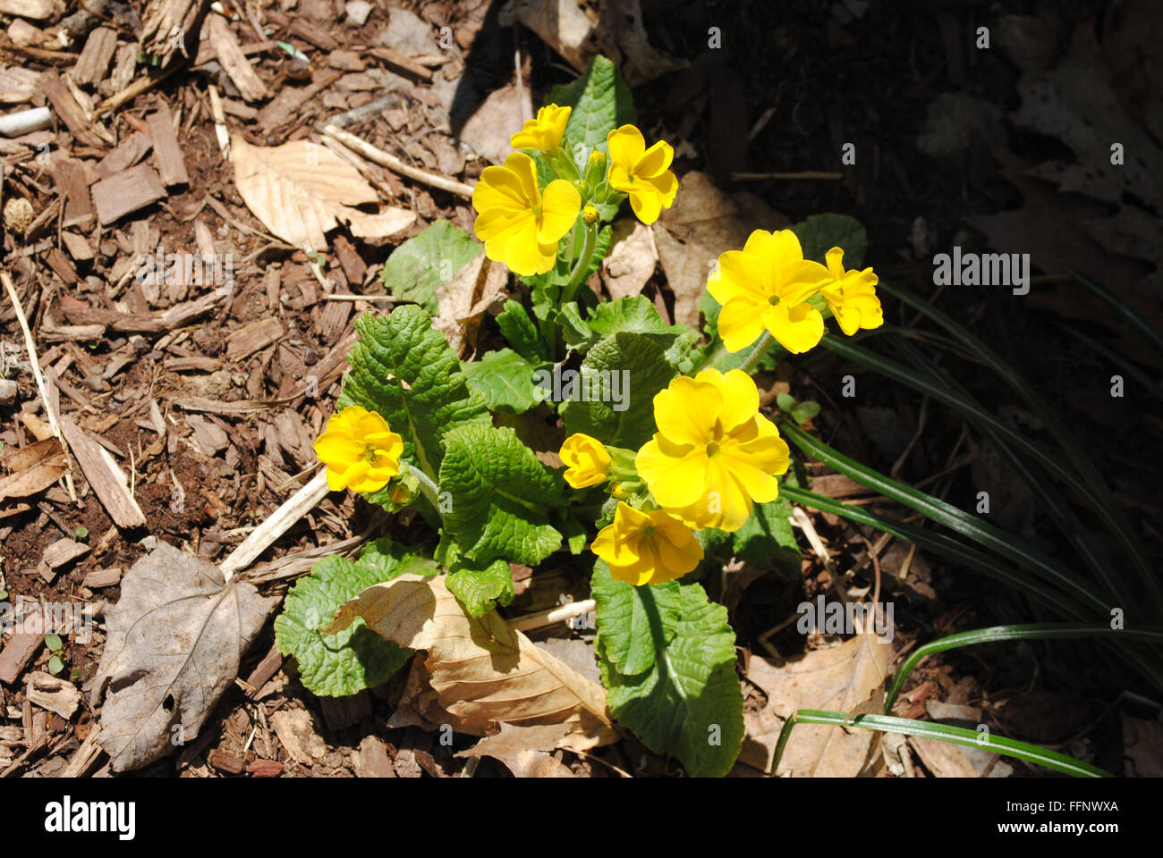 Primevère jaune Plante qui pousse au début du printemps Banque D'Images