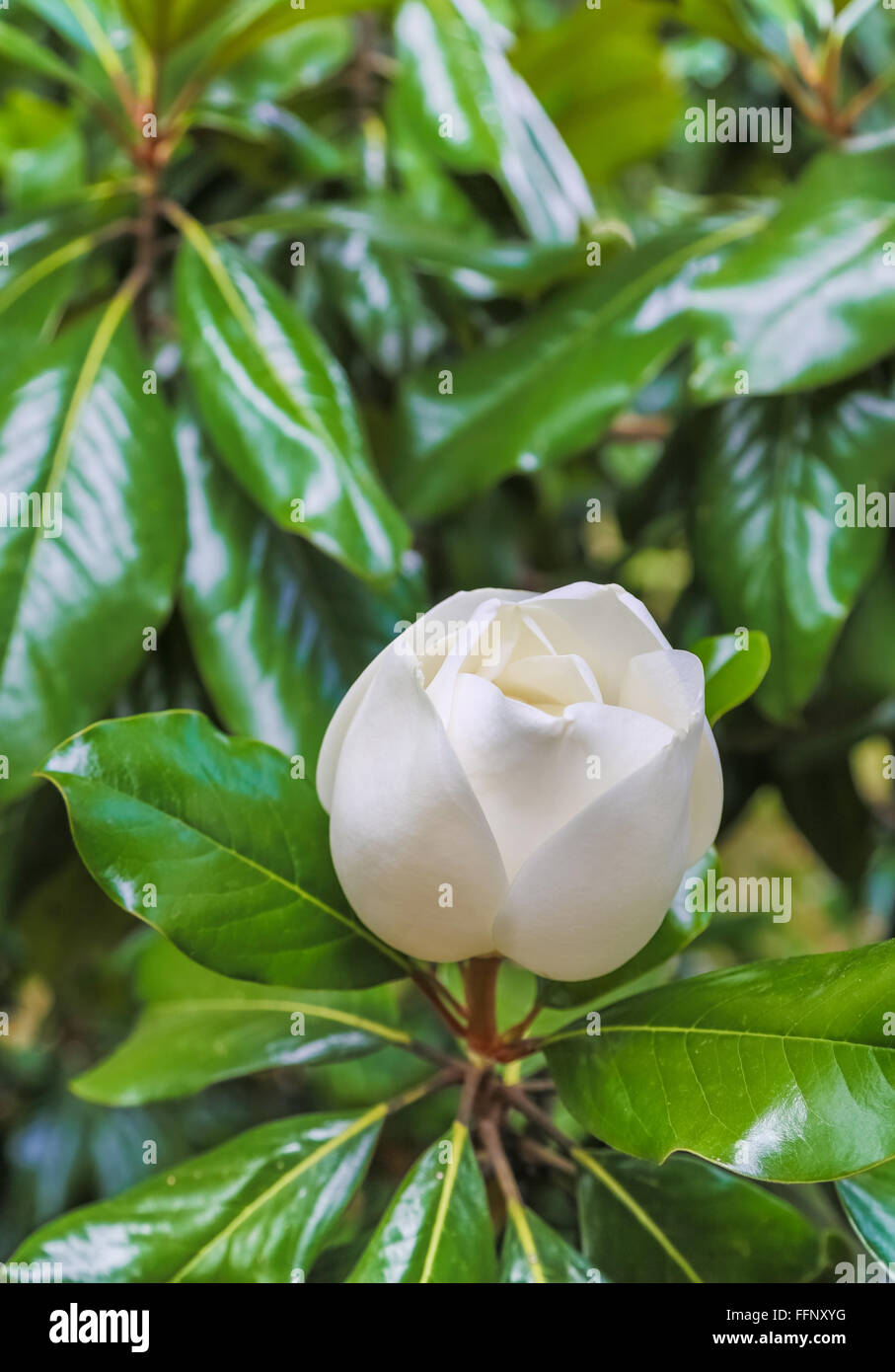 Fleur de magnolia moitié ouvert Banque D'Images