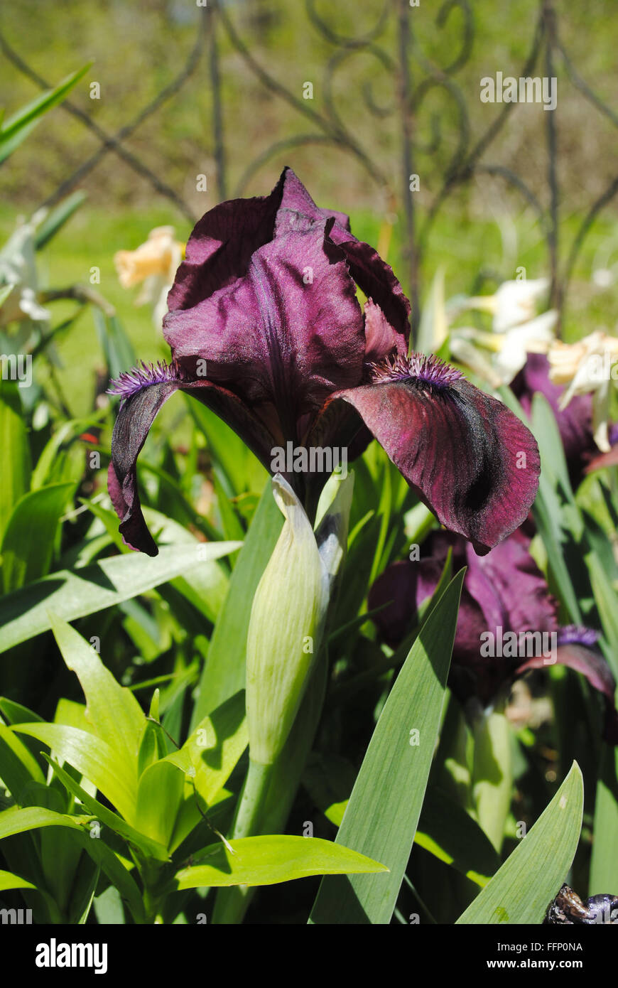 Blooming Iris Violet foncé dans un lit de jardin Banque D'Images