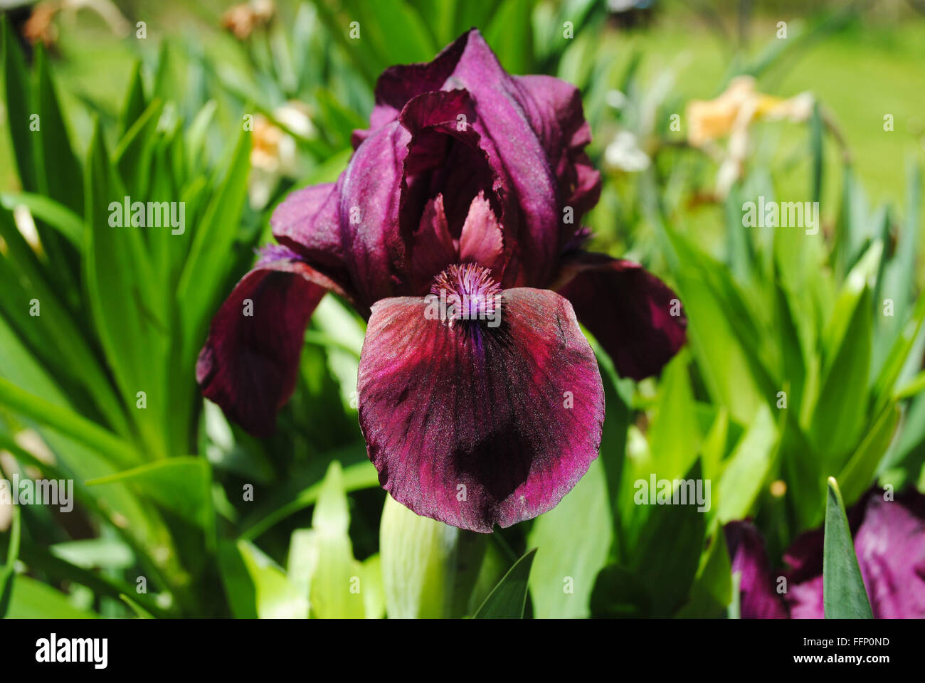Close Up d'un iris violet foncé. Banque D'Images