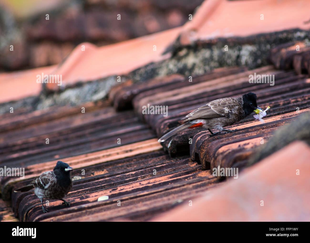 Petits oiseaux jouer sur un toit au Sri Lanka. Banque D'Images