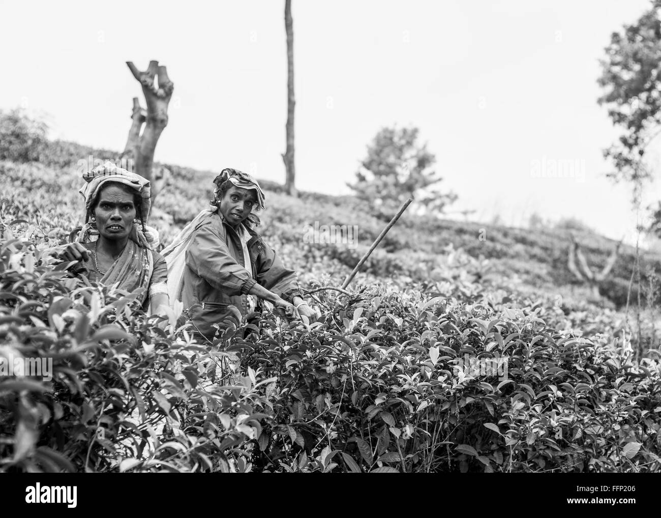 Les cueilleurs de thé de Sri Lanka Banque D'Images