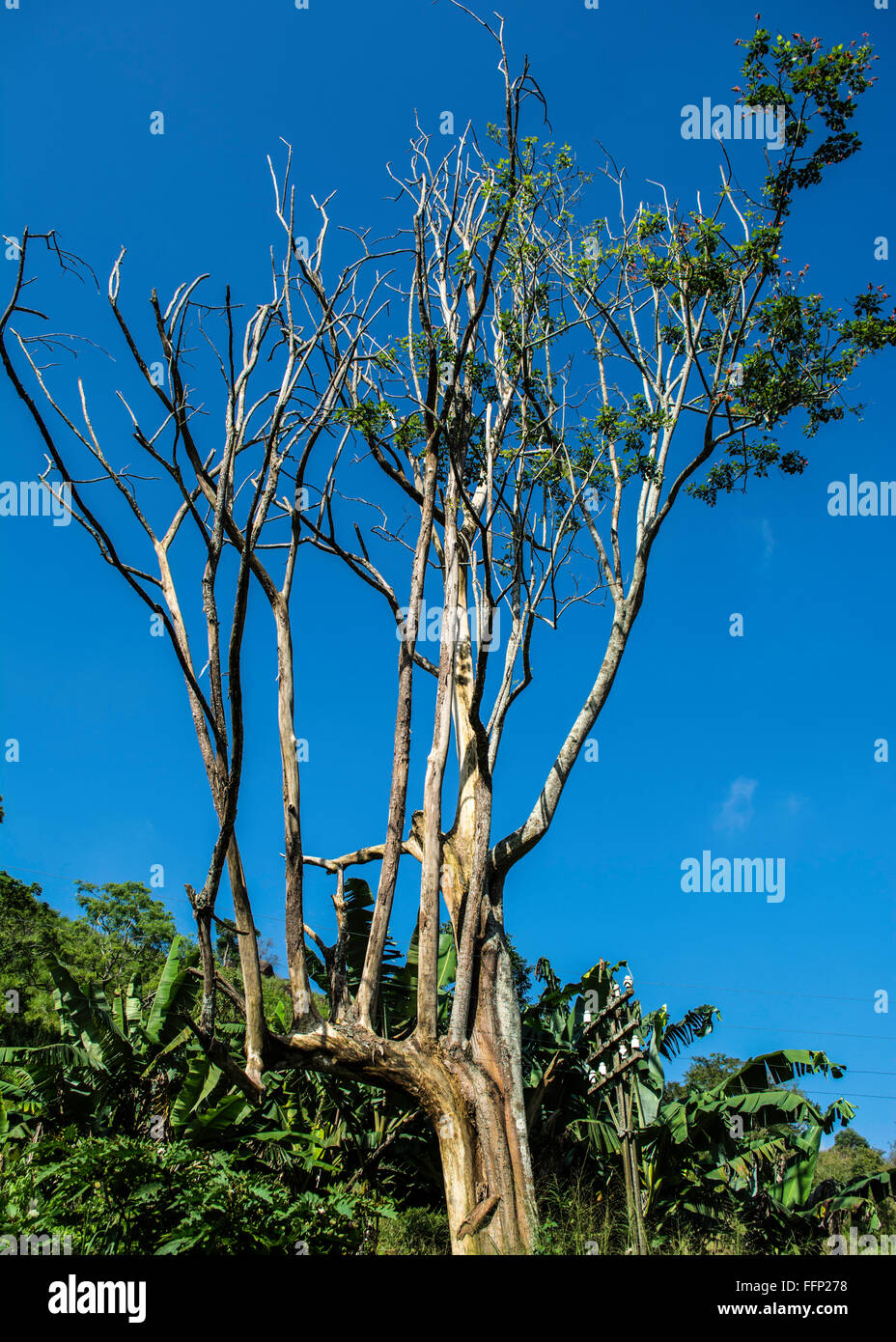 Eagle Tree in Srilanka Banque D'Images