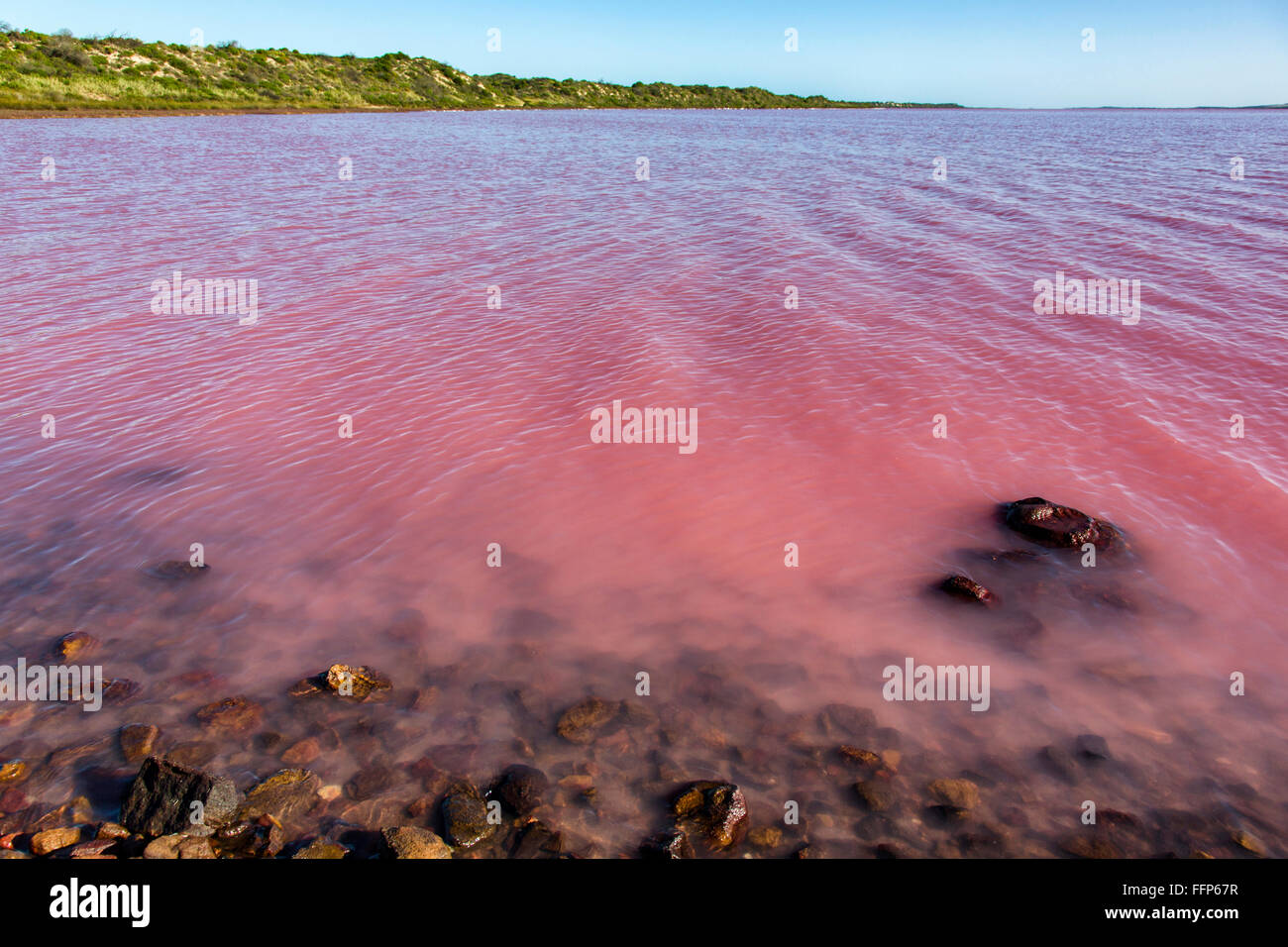 Le Lac Rose est un phénomène naturel causé par la forte salinité et les bactéries Banque D'Images